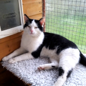 Cesar, from Cat Concern, Glasgow, homed through CatChat