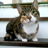 Cleo, from Hi CatChat. Our lovely Cleo went off to her forever home today after she was spotted on CatChat. She has a very happy new cat mum who is going to spoil her with love, not food. Another happy homing thanks to CatChat.  Aylesbury Cat Rescue, Aylesbury, homed through CatChat