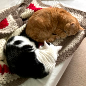 Freddie & Ginger, from Cat Supporters South Wales, Cardiff, homed through CatChat