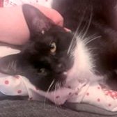 Luci, from Silth's Sanctuary, Liverpool, homed through CatChat