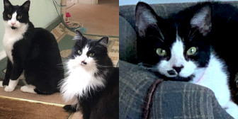 Tigger, Millie, Chico, Theo & Skipper, from Caring Animal Rescue, Stafford, homed through CatChat