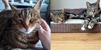 Missy, Cleo, Oreo & Betty, from Caring Animal Rescue, Stafford, homed through CatChat