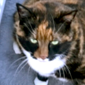 Missy, from Whinnybank Cat Sanctuary, Newburgh, homed through CatChat