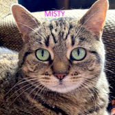 Misty, from Whinnybank Cat Sanctuary, Newburgh, homed through CatChat