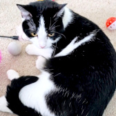 Onyx, from Moonstone Rescue, Hertford, homed through CatChat