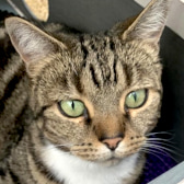 Pippa, from Maesteg Animal Welfare Society, Bridgend, homed through CatChat