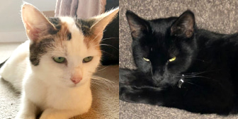 Polly & Inky, from Polly (left) and Inky (right) were homed thanks to CatChat. Polly is a very affectionate girl, loves plenty of attention. Inky is a handsome jet black boy with beautiful bright green eyes.  Caring Animal Rescue, Stafford, homed through CatChat