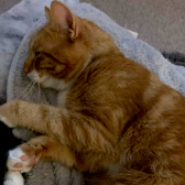 Kasper & Sonny, from CRG Animal Rescue, Leicester, homed through CatChat