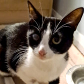 Summer, from Summer was rehomed from someone who found her on CatChat and she is living an amazing life with her new fur-ever family! Thank you  Moonstone Animal Rescue, Hertford, homed through CatChat