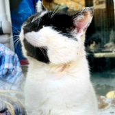 Zoltan, from Bushy Tail Cat Aid, Watford, homed through CatChat