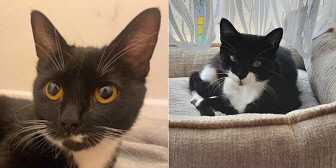Ava & Cheryl, from Furbabies Cat Rescue, Birmingham, homed through Cat Chat