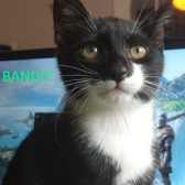 Bandit, from Whinnybank Cat Sanctuary, Newburgh, homed through Cat Chat