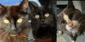 Carrie, Dolly & Mr Herbert, from Maesteg Animal Welfare Society, Bridgend, homed through Cat Chat