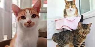 Mabel, Ruby & Pudding, from Furry Tails Feline Welfare, Blackpool, homed through Cat Chat