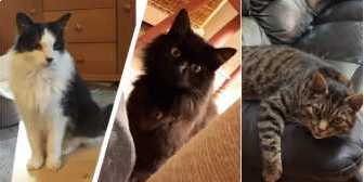 Freddie & Maisey, and Archie, from CRG Animal Rescue, Leicester, homed through Cat Chat