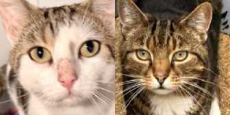 Noodle & Tigger, from Maesteg Animal Welfare Society, Bridgend, homed through Cat Chat