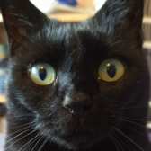 Shadow, from Whinnybank Cat Sanctuary, Newburgh, homed through Cat Chat