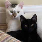 Solly & Hilde, from 8 Lives Cat Rescue, Sheffield, homed through Cat Chat