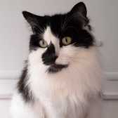 Tabitha, from Maesteg Animal Welfare Society, Bridgend, homed through Cat Chat