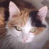 Wanda, from Lulubells Rescue, Enfield, homed through Cat Chat