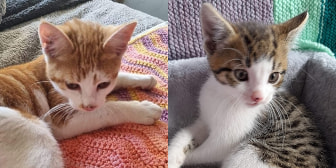 Barley & Arthur, from Caring Animal Rescue, Stafford, homed through CatChat