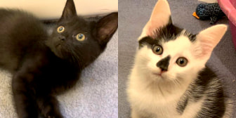 Brother & Sister, from Caring Animal Rescue, Stafford, homed through CatChat