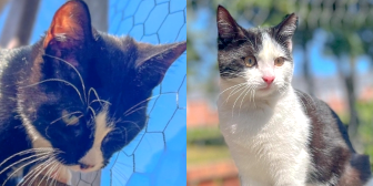 Deloris & Dionne, from Consett Cat Rescue, Consett, homed through CatChat