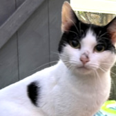 Doodle, from Maesteg Animal Welfare Society, Bridgend, homed through CatChat