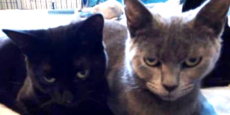 Elena & Zelda, from Precious Paws Cat Rescue York, York, homed through CatChat