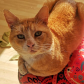 Elias, from London Inner City Kittens, Poplar, homed through CatChat