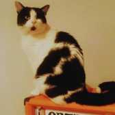 Jez, from Kathy's Cat Rescue, Wirral, homed through Cat Chat