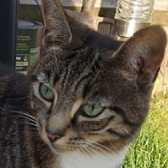 J-Lo, from Caring Animal Rescue, Stafford, homed through Cat Chat