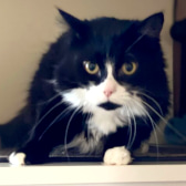 Moggie, from All Animal Rescue, Southampton, homed through CatChat