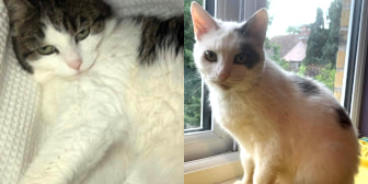 Molly & Bobo, from Precious Paws Cat Rescue York, York, homed through CatChat