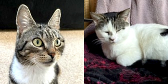 Pablo, Bilbo, Lola, Coco & Chanel, from North Notts Cat Rescue, Nottingham, homed through CatChat