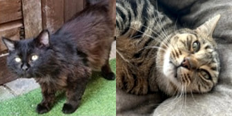 Pablo & Jake, from North Notts Cat Rescue, Nottingham, homed through CatChat