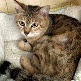 Peebs, from Life for Cat Welfare, Nottingham, homed through CatChat