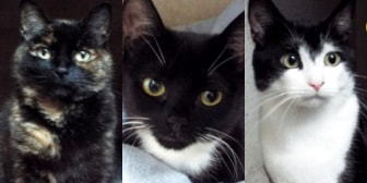 Pippa, Guiness & Lola, from Whinnybank Cat Sanctuary, Newburgh, homed through CatChat