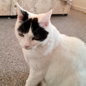 Smudge, from Feline Network Cat Rescue, Paignton, homed through CatChat