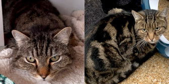 Tigger & Katie, from Maesteg Animal Welfare Society, Bridgend, homed through CatChat