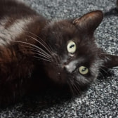 Tinker, from Cat Action Trust 1977 - Doncaster South, Doncaster, homed through CatChat