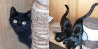 Twiglet, Ash & Koda, from Little Cottage Rescue, Luton, homed through CatChat