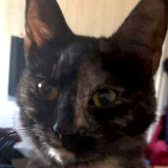 Wendy, from Cat Squad South East, Southend-on-Sea, homed through CatChat