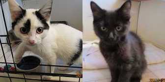 Beryl & Malcolm, from Ann & Bill's Cat & Kitten Rescue, Hornchurch, homed through Cat Chat