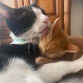 Crash & Bruno, from Little Paws Cat Haven, Wolverhampton, homed through Cat Chat