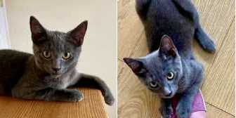 Gracie & Skyla, from The National Animal Trust, Leicester, homed through Cat Chat
