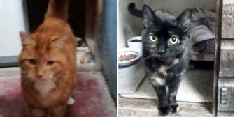 Major Tom & Cleo, from Whinnybank Cat Sanctuary, Newburgh, homed through Cat Chat