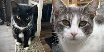 Matilda & Megan, from Bushy Tail Cat Aid, Watford, homed through Cat Chat