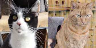 Mischief & Shadow, from Maesteg Animal Welfare Society, Bridgend, homed through Cat Chat