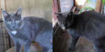Nicolas & Nigel Jr, from Ann & Bill's Cat & Kitten Rescue, Hornchurch, homed through Cat Chat